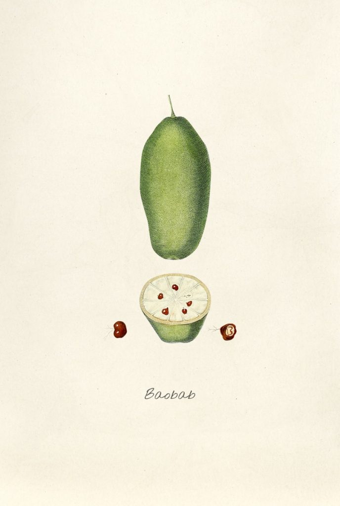 illustration antique de fruit de baobab