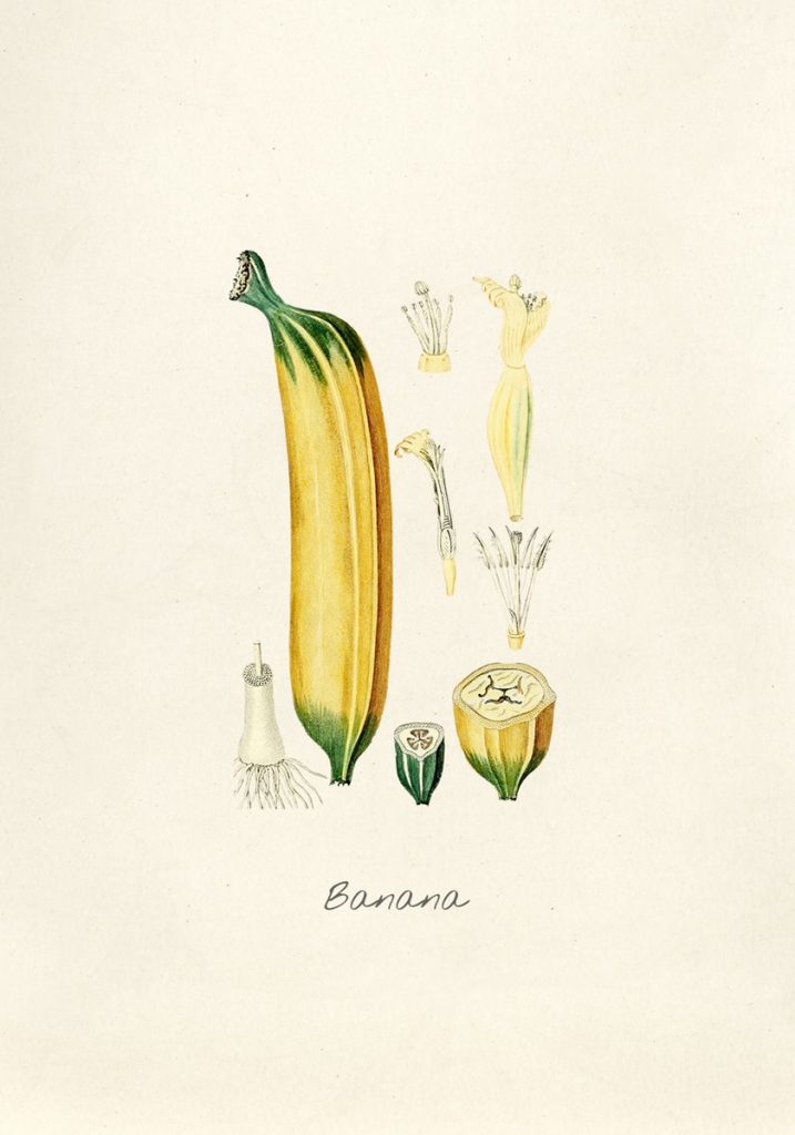 illustration antique de banane