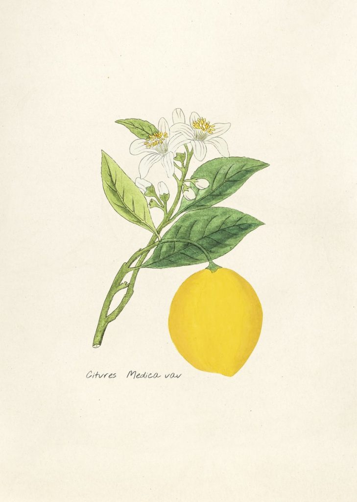 illustration antique de citron