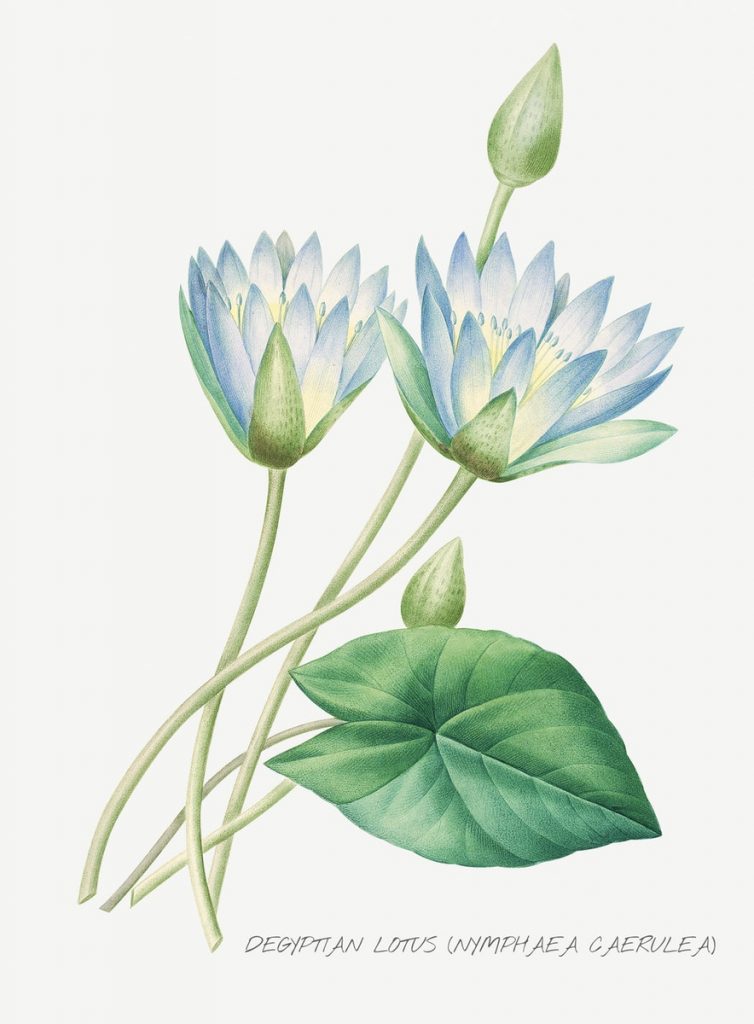 illustration antique fleur lotus